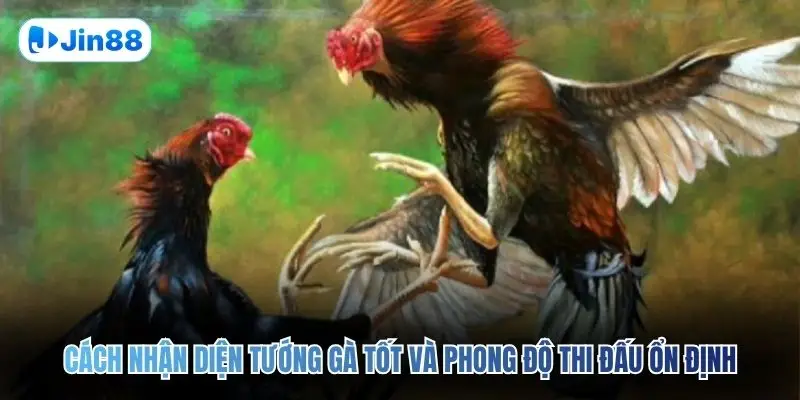 Đá Gà Cựa Sắt JIN88 – Đấu Trường Chân Thực Top 1 2026 - hình ảnh - yyudtjonew.top