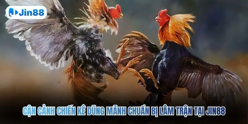 Đá Gà Cựa Sắt JIN88 – Đấu Trường Chân Thực Top 1 2026 - hình ảnh - yyudtjonew.top