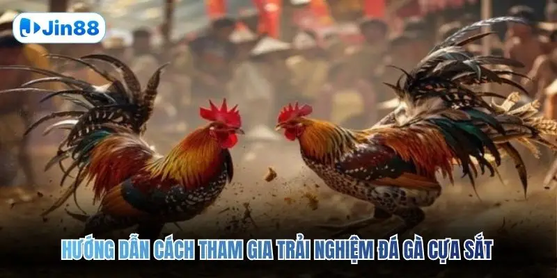 Đá Gà Cựa Sắt JIN88 – Đấu Trường Chân Thực Top 1 2026 - hình ảnh - yyudtjonew.top